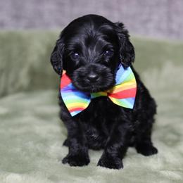 Ferdinand - Black male Australian Labradoodle puppy in Calhoun, Louisiana from Arrowhead Australian Labradoodles