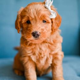 Aussiedoodle, Bernedoodle, Goldendoodle, and Irish Doodle Puppies from Sun Valley Goldendoodles