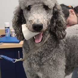 Poodles from Hemley's Oodles of Poodles