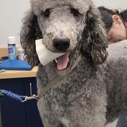 Poodles from Hemley's Oodles of Poodles