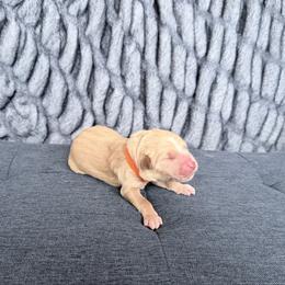 Orange - Merle male Goldendoodle puppy in Mount Pleasant, Utah from Betty's Goldendoodles