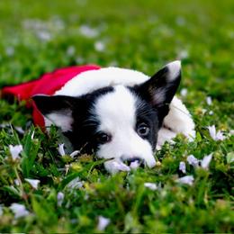 Bakugo - Black and white male Cardigan Welsh Corgi puppy in St. Petersburg, Florida from Katie's Corgis