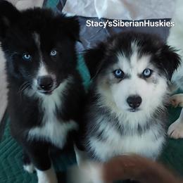 Gwen - Black and white female Siberian Husky puppy in Savannah, Georgia from Stacy's Siberian Huskies