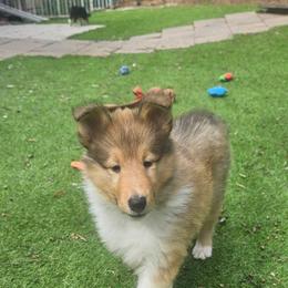 Amytis - Sable female Collie puppy in Hunterdon County, New Jersey from Chivalry Hill Collies