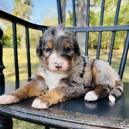 Salsa - Merle female Bernedoodle puppy in Bowling Green, Ohio from FDF Pyredoodles & Bernedoodles