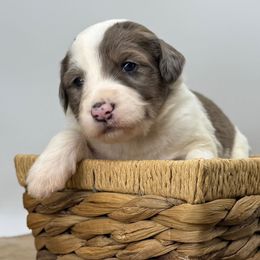 Comet - Merle female Sheepadoodle puppy in Greeneville, Tennessee from Smokey Mountain Sheepadoodles