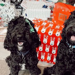 Bernedoodles and Labradoodles from Blue Jean Doodles