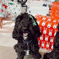Bernedoodles and Labradoodles from Blue Jean Doodles