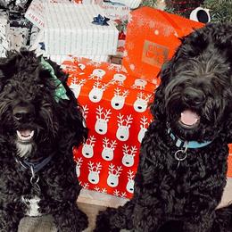 Bernedoodles and Labradoodles from Blue Jean Doodles