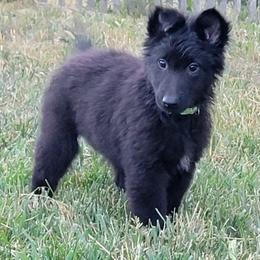 Girl 4 Green collar - Black female Belgian Sheepdog puppy in Green Bluff, Washington from Clawson Belgians