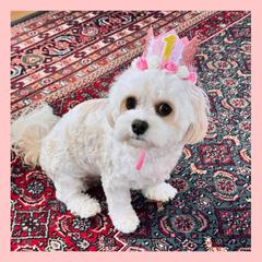 Cavachon Puppies from Designer Mountain Mutts