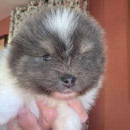 Adkpom Cosmo AKC registered 3250 - Blue and tan parti male Pomeranian puppy in Gloversville, New York from ADKPOM Adirondack Pomeranians