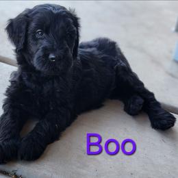 Boo - Black female Goldendoodle puppy in Goodyear, Arizona from The Earl Dood(le)s