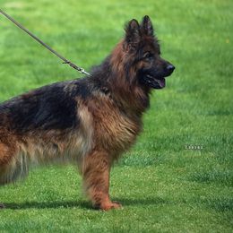 Tarja Topolis Fortis - Black and red female German Shepherd puppy in Mount Vernon, Missouri from German Haus German Shepherds LLC