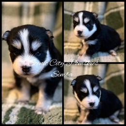 Simba - Black and white male Pomsky puppy in Rossville, Georgia from Scenic City Pomskies