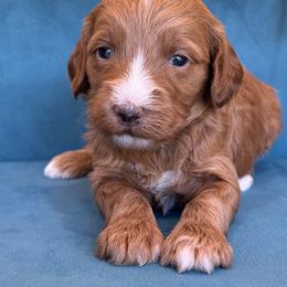 Noel - Apricot female Goldendoodle puppy in Yuciapa, California from AlltheDoodlez_