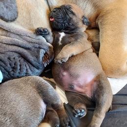 Boerboels from WILDCAT BOERBOELS
