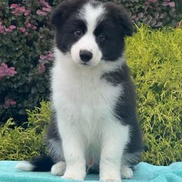 Mason - Black male Border Collie puppy in Dunn, North Carolina from Coylety Border Collies