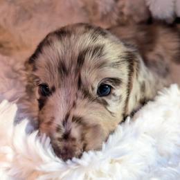 Wishes 3000 - Dapple male Dachshund puppy in Sonora, Kentucky from Maple Hill Miniature Dachshunds