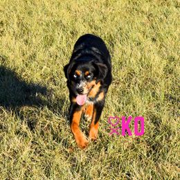 Jinx - Miniature American Shepherd