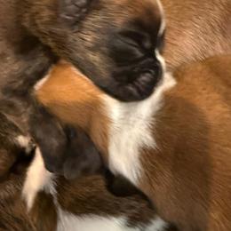 Heidi - Fawn female Boxer puppy in Medical Lake, Washington from Box and Bully Estates: Boxers and Old English Bulldogs