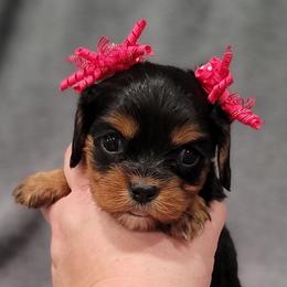 Susie - Black and tan female Cavalier King Charles Spaniel puppy in Romeoville, Illinois from KonopkaKennelsLLC