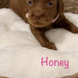 Honey - Red  female Goldendoodle puppy in Blanchard, Oklahoma from Dream Doodles by Dondi