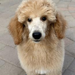 Green Collar - Cream male Poodle puppy in Chino Valley, Arizona from Whiskey Row Royals