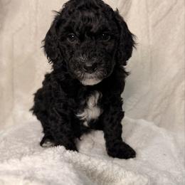 Johnny - Black and white male Aussiedoodle puppy in North Olmsted, Ohio from Iron Doodles