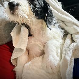 Bearded Collie and Border Collie Puppies from Beloved Bearded & Border Collies