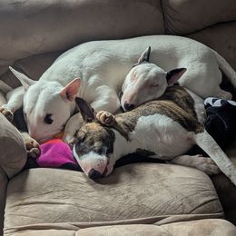 Bull Terrier puppies from Luxury Bulls