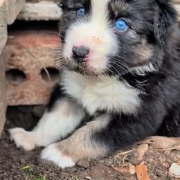 Quinn4Boy4- BTM,NBT,AKC,OFAs,Genetics - Black tri-color male Australian Shepherd puppy in South Hill, Virginia from Silverside Aussies LLC