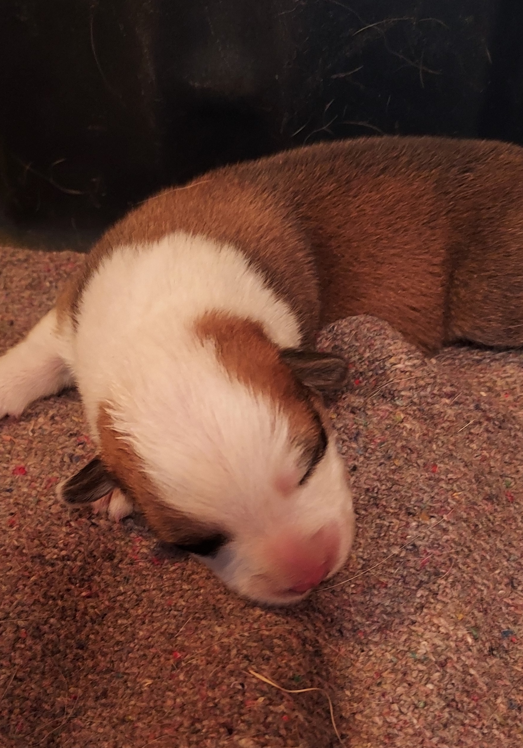 Pembroke Welsh Corgi Puppies from Gary's Pembroke Welsh Corgis