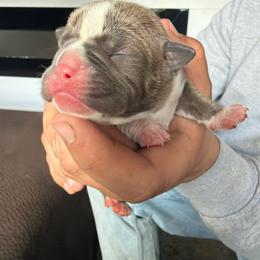 Anna - Lilac tri-color female Bulldog puppy in Harvard, Illinois from Dominiques doodle plus
