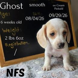 Piglet - Piebald female Dachshund puppy in Hoquiam, Washington from Heyd's Mini Dachshunds