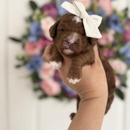 Third Pick (AVAILABLE) - Red  female Goldendoodle puppy in Elk Grove, California from Doodles by Faith