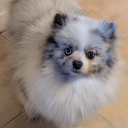 Girl 1 - Blue merle female Pomeranian puppy in Fultonville, New York from Sandy Aussies, Mini Dachshunds & Pomeranians