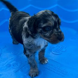 Boy 4 (sherbet) - Blue merle male Aussiedoodle puppy in Paradise, Texas from Diamond Z Poodles & Doodles