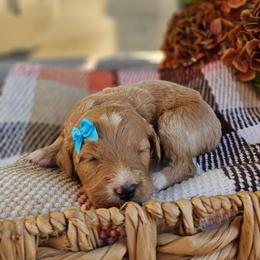 Cinnamon - Red female Bernedoodle puppy in Russell Springs, Kentucky from 270 Doodles