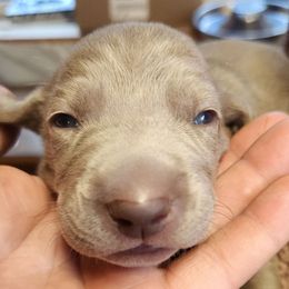 Girl 1 ( Yellow ) - Silver gray Weimaraner puppy in Goshen, Indiana from Miller's Weimaraners & Stud