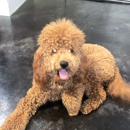 Mimi - Goldendoodle