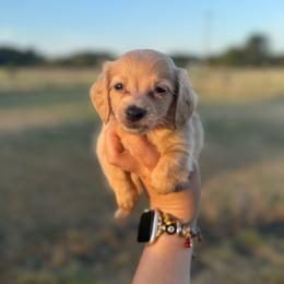 Griffin - Red male Dachshund puppy in Durant, Oklahoma from Big Creek Mini Dachshund