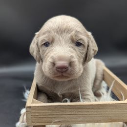 Bob - male Long Haired Weimaraner puppy in Evart, Michigan from Drehbar Weimaraners