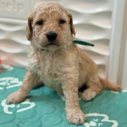 Sprite - Cream male Goldendoodle puppy in Houston, Texas from Were The Mack'Doodles