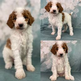 Orchid Girl - Poodle puppy in Swansboro, North Carolina from Monarch Standard Poodles