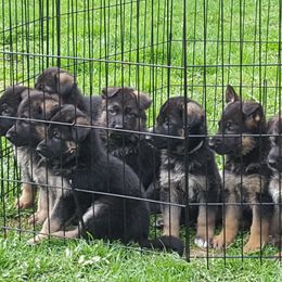 German Shepherd Puppies from Badenheath German Shepherds
