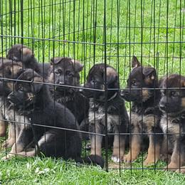 German Shepherd Puppies from Badenheath German Shepherds