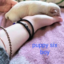 Pomsky Puppies from Nebula Ranch Pomskies