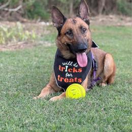 Belgian Malinois and Sporty Mix All Grown Up from Dark Sky Kennels