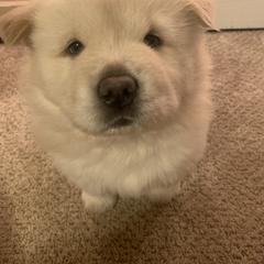 Chow Chow Puppies from Darling Chows